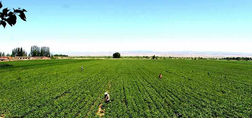 智能农业物联网应用 1