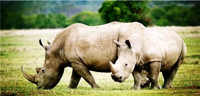 gps追踪保护犀牛 QQ截图20191023103029