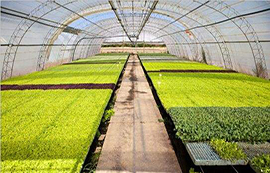 什么是农业物联网？农业物联网技术简介及发展