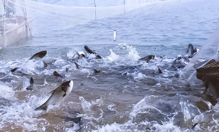 智慧农渔 智慧农渔