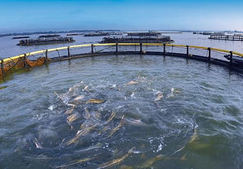 智能养殖 智能养殖