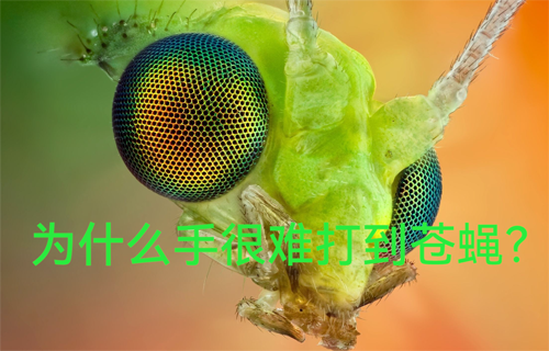 为什么手很难打到苍蝇？